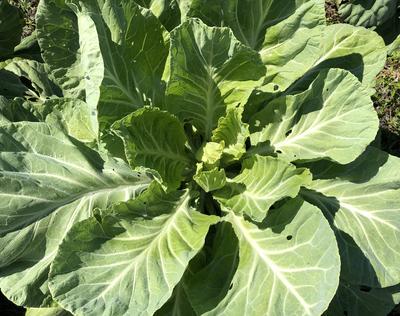 https://www.southernexposure.com/media/products/width-400/whaley-s-favorite-cabbage-collards-from-charles-schimmel-1-prcsd-afc634388f435ea2af77117d8d251a35.jpg