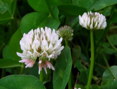 Product Image for Clover, White Dutch