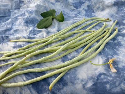 Product Image for White Galaxy Asparagus Bean (Yardlong)