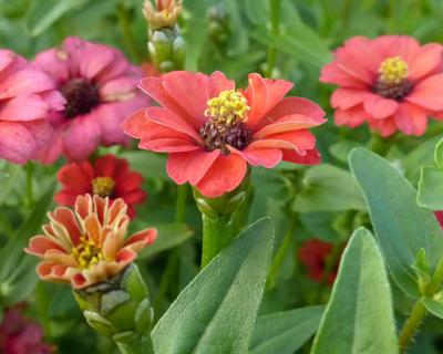 Product Image for Zinnia, Peruviana Red