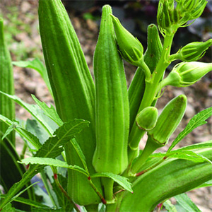Cajun Jewel Okra