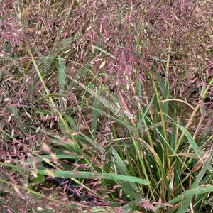 purple lovegrass