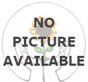 Category Image for Disease Resistant Tomatoes